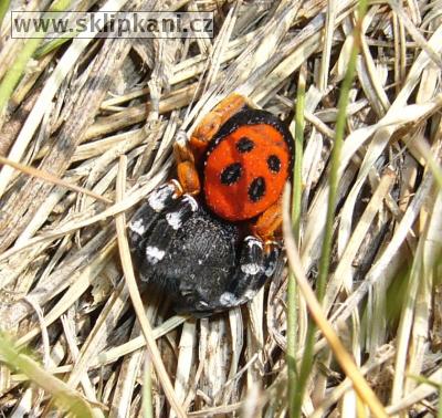 Eresus_sp. cf. moravicus